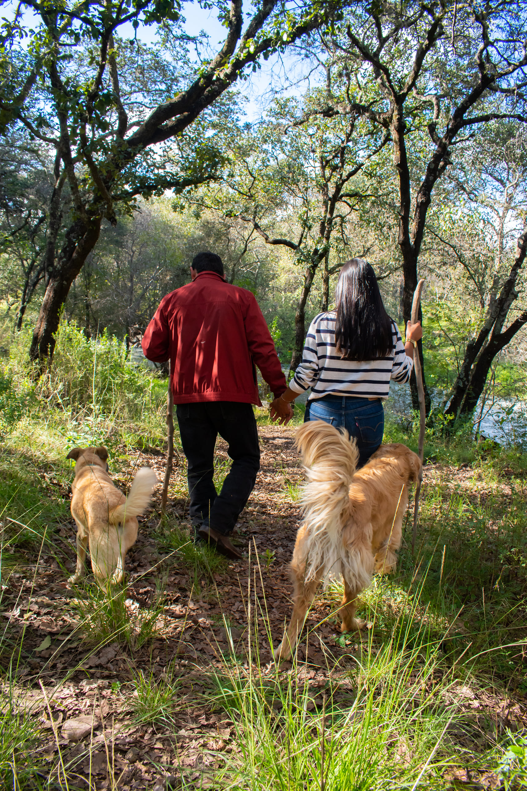 Dos perros felices en un entorno natural